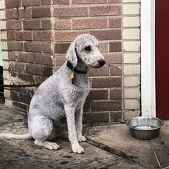 Fido, studio dog
